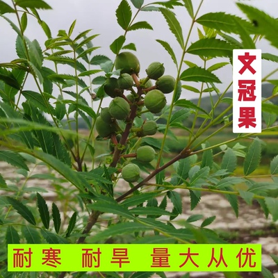 精选新采文冠果种子林木种籽文冠木文官果土木瓜行道树种籽风景树