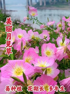 美丽月见草种子多年生四季播种黄花月见草耐寒可庭院道路公园种植