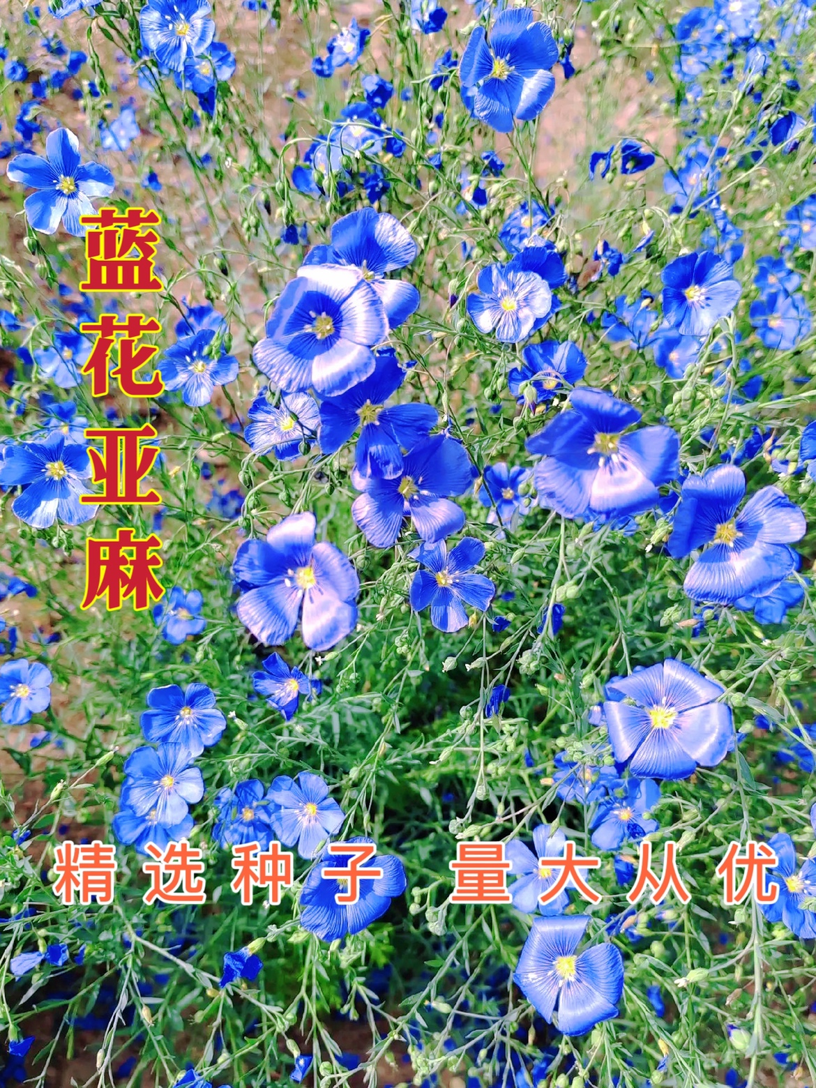 蓝花亚麻种子多年生宿根花期长花种籽室内外盆栽耐寒耐旱易活￼￼