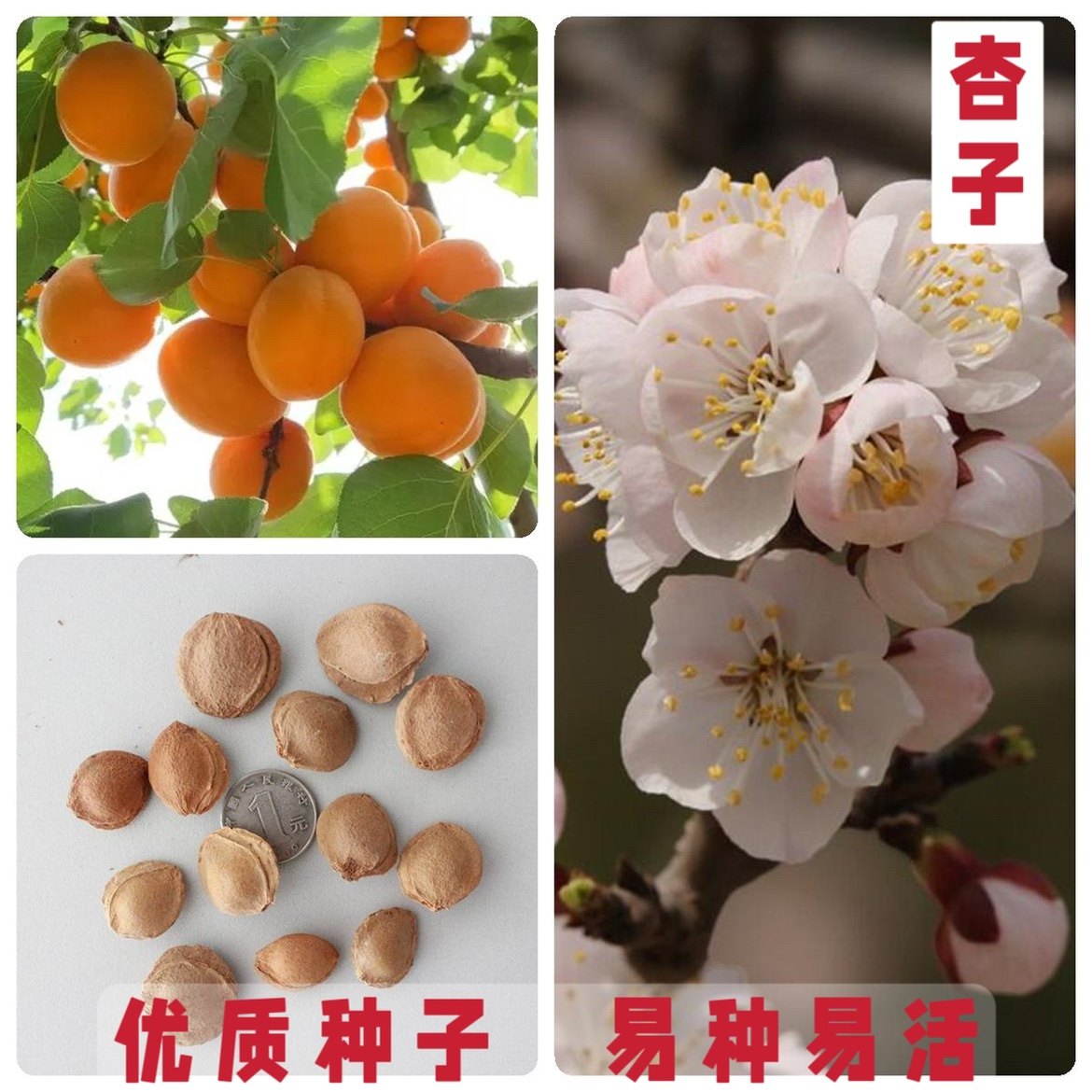 杏子种子果树杏树种子杏核家杏种子山杏种子新手易种阳台庭院种植