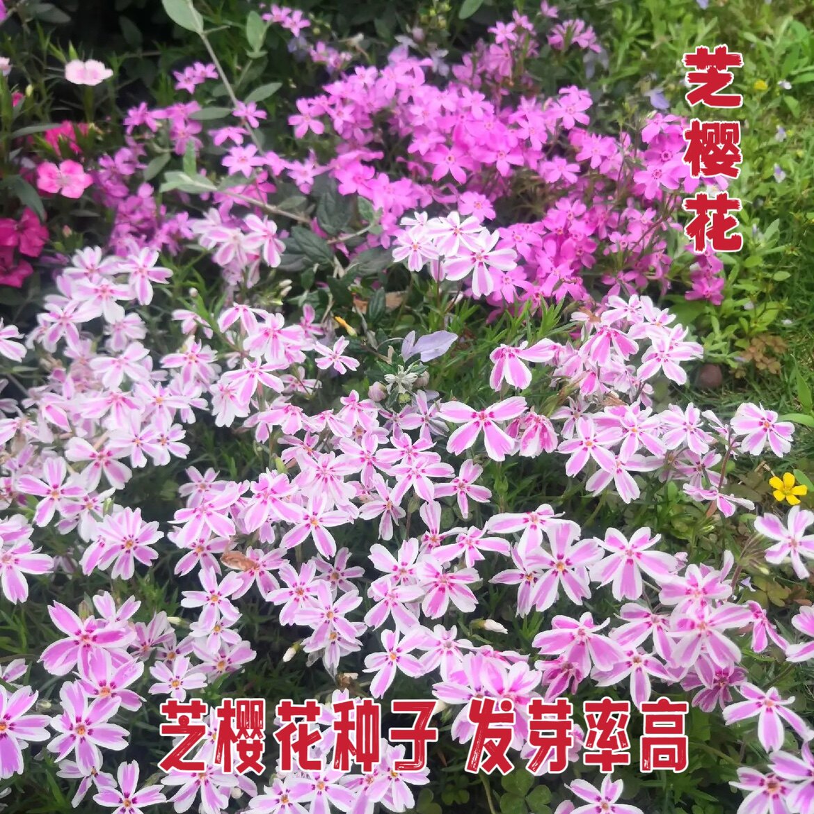 芝樱花种籽低矮耐寒芝种子花籽四季室外播种北方阳台见土就活花种