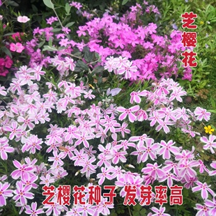 芝樱花种籽低矮耐寒芝种子花籽四季室外播种北方阳台见土就活花种