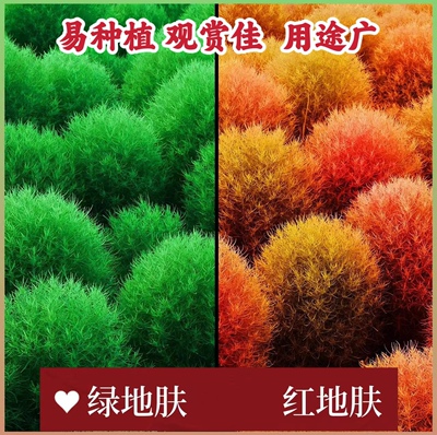 绿地肤种子红地肤种籽扫帚苗景观种子花种籽子花海庭院地肤草种子