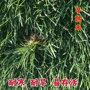 进口早熟禾草籽草坪种子矮生四季青庭院别墅耐践踏早熟禾草皮种子