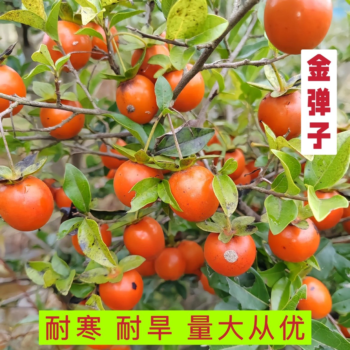 新采金弹子种子鸡血红老鸦柿种子乌柿葫芦果灯泡盆栽型盆景树种子