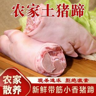 土猪蹄猪手猪爪子前蹄后蹄小香猪猪蹄生新鲜猪蹄冷冻猪蹄