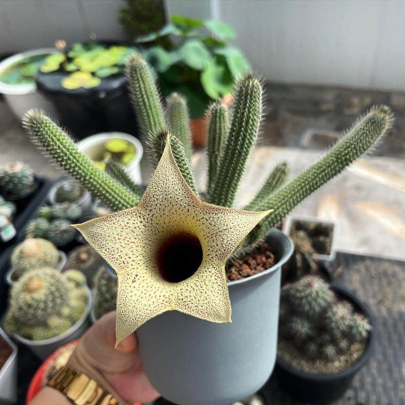 丽钟阁萝藦科开花大花多肉植物丽钟角奇趣肉肉花卉室内盆栽小绿植