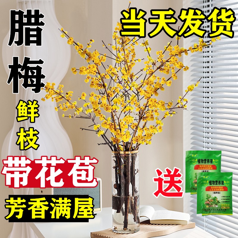 腊梅花鲜花水养鲜切花干枝蜡梅鲜花冬季花卉水培植物花束客厅摆设
