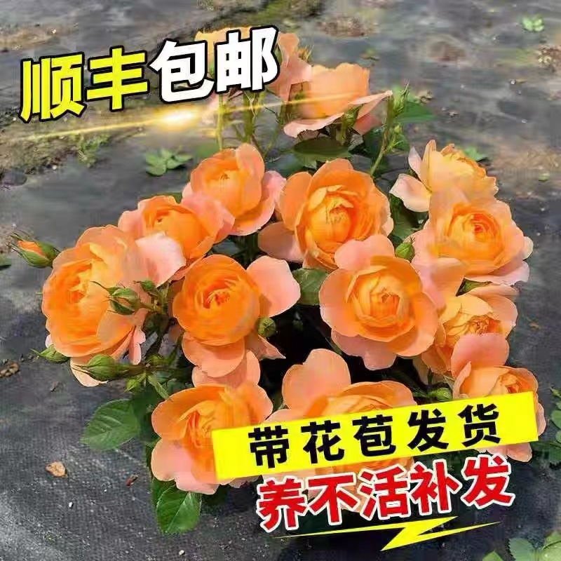 蔷薇花苗爬藤高颜值花庭院藤本月季花苗大花爬墙植物花卉盆栽玫瑰