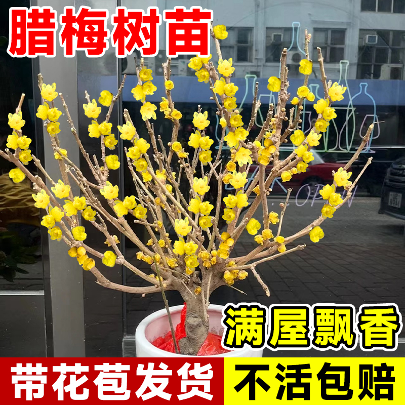腊梅花树苗盆栽梅花盆景腊梅耐寒老桩浓香型花卉植物室内阳台花苗