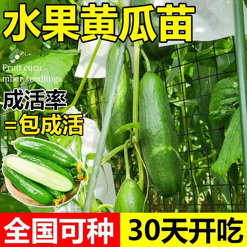 水果黄瓜苗秧阳台蔬菜苗种植盆栽南方玉女小青瓜嫁接春播四季大全