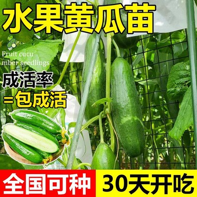 水果黄瓜苗秧阳台蔬菜苗种植盆栽南方玉女小青瓜嫁接春播四季大全