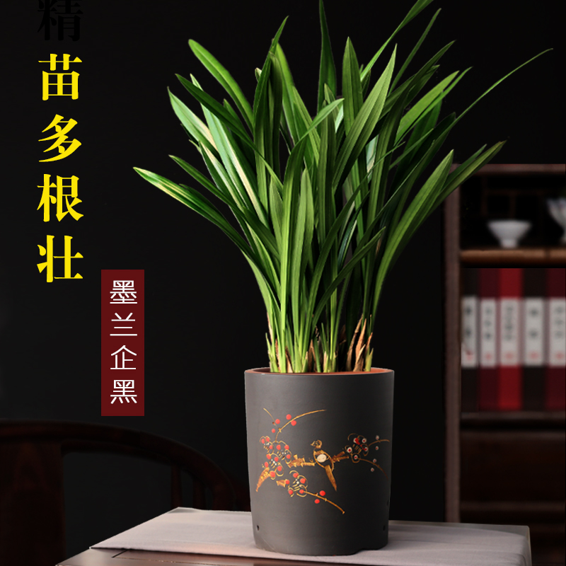 兰花盆栽墨兰企黑紫砂盆兰花室内四季好养植物客厅办公室名贵盆景