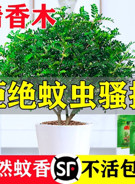 正宗清香胡椒木盆栽花卉室内外驱蚊草植物树苗老桩盆景九里香绿植