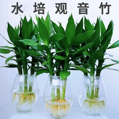 观音竹水养玻璃花瓶客厅四季盆栽