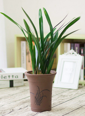 兰花建兰春兰墨兰紫霞仙女开红色兰花苗办公司内阳台卧室绿植盆栽