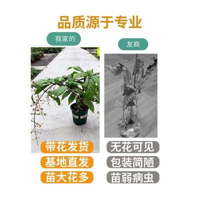 垂丝茉莉盆栽带花苞进口绿植室内白蝴蝶四季开花稀有垂吊植物大苗