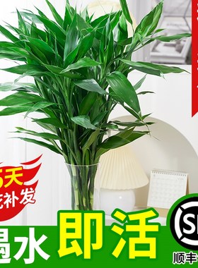 富贵竹水培植物水养粗杆发财树带根绿植转运竹子花卉盆栽室内客厅