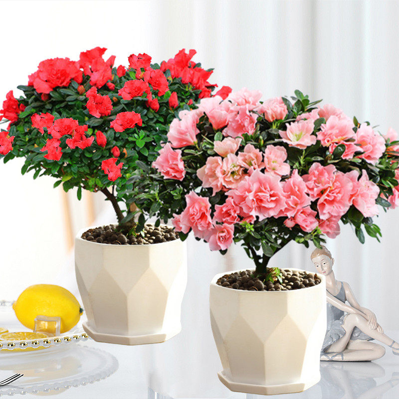 杜鹃花盆栽带花苞花卉植物室内高颜值花苗常青绿植好养的驱蚊植物