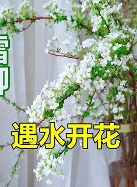 雪柳干枝鲜枝水培雪柳干支盆栽水养鲜切花年宵花束枝条树苗喷雪花