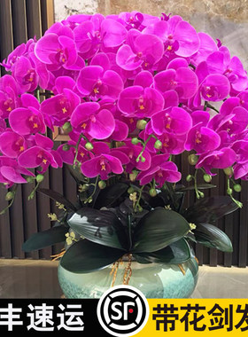 蝴蝶兰花苗带花剑带花苞盆栽兰花大苗客厅室内植物花卉四季好养活