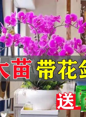 蝴蝶兰花苗带花剑带花苞盆栽兰花大苗客厅室内植物花卉四季好养活