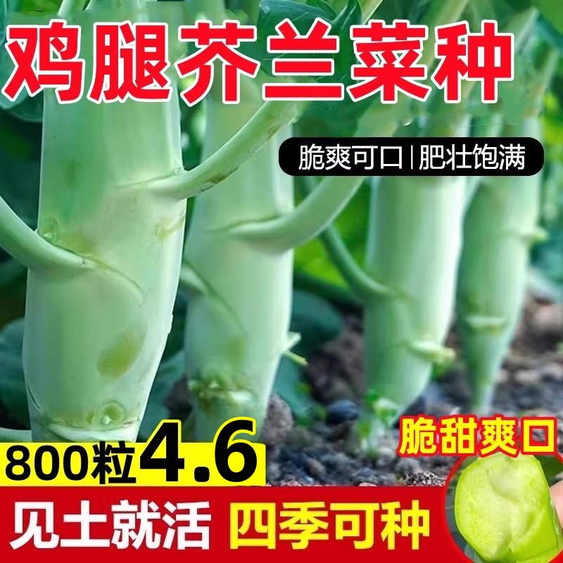 鸡腿芥兰菜种籽四季蔬菜种孑大全菜园阳台盆栽菜苗头广东芥兰种子