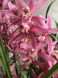 台北小姐一杆多花浓香型紫花大花小花蕙兰四季兰杂家兰花