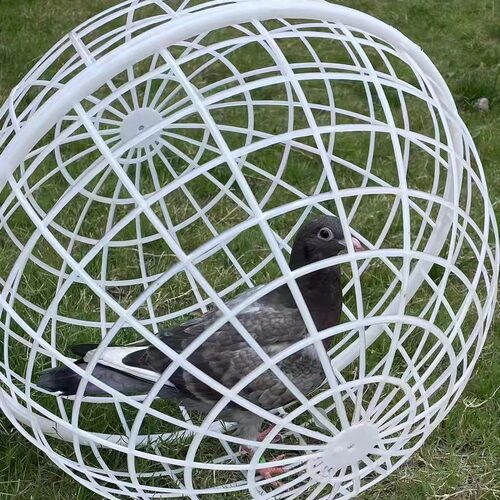 Rollable Round Cage Ball Type Walking Chicken Ball Type