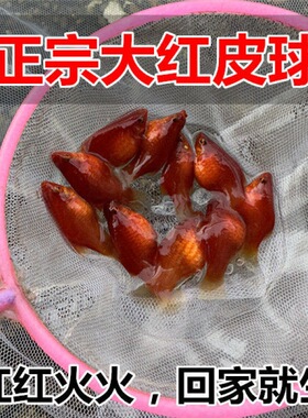 Fetal fish Red sunfish Direct birth small fish Red Mary fish