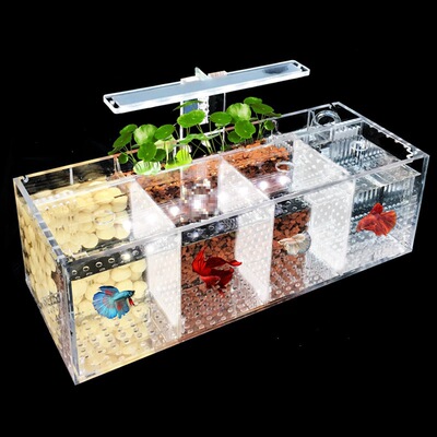 Favors Fighting Fish Aquarium Acrylic Isolated Small Fish Aq