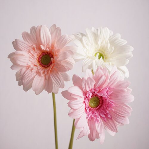 Hand moisturizing gerbera daisy single simulation flower