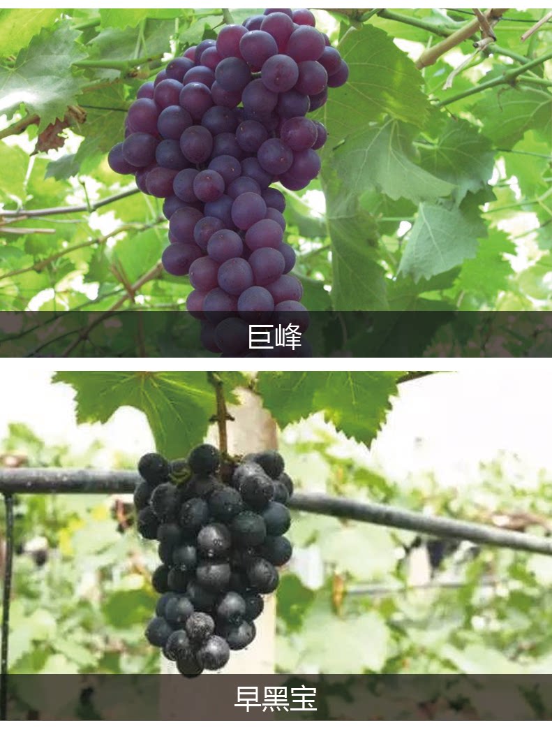 果树葡萄苗巨峰红提早黑宝南北方四季种植盆栽一棵包邮批发在类目 鲜花速递/花卉仿真/绿植园艺, 花园植物/行道树/果树, 果树中 - 来自Buy2taobao.com提供专业的淘宝代购服务