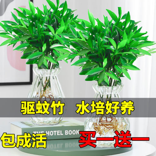 水培驱蚊竹柏富贵竹水养植物苗室内客厅桌面绿植盆栽花卉四季常青