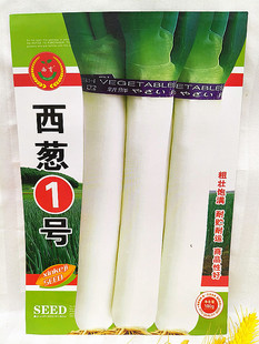 西林蔬菜种子西葱1号牛腿大葱高帮葱秋菜葱越冬葱100克冬储干葱籽