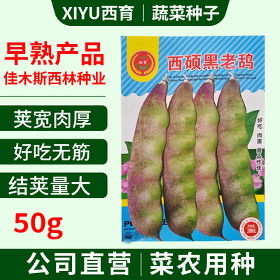 佳木斯西林种子油豆角种籽豆角西硕黑老鸹油豆角大面积100克包邮