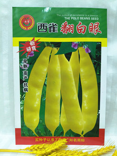 西林豆角种子兔子翻白眼西雀喜鹊翻白眼勾勾黄豆角种子100克