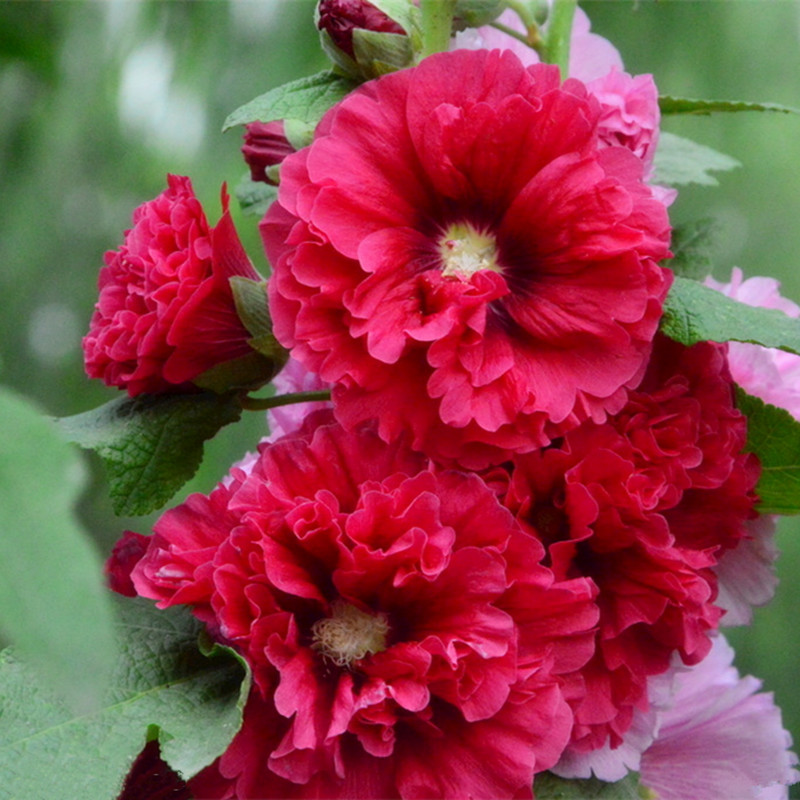 红色重瓣蜀葵种子庭院花种子籽四季开花室外花籽易活花卉种籽夏天