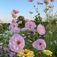 Яичная терпкость персидский хризантем семена семян семян сея цветущих садовых балкон балкон легкие цветные оценки шелковые цветы