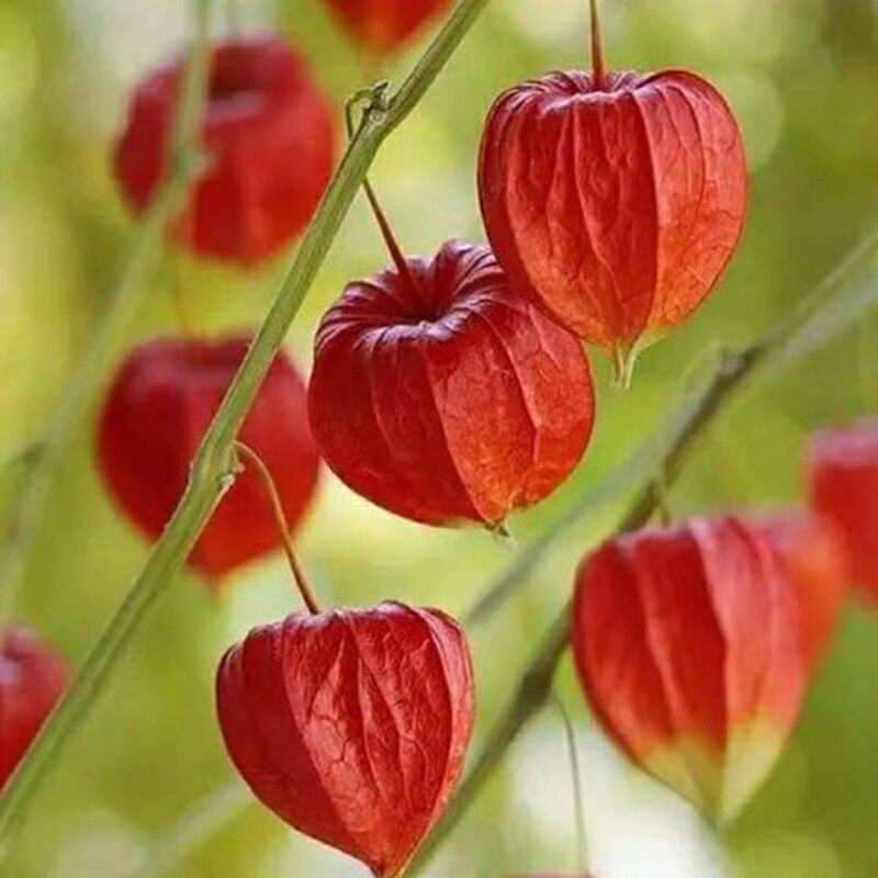 菇娘果种子姑娘果种籽黄红菇娘果野生浆果皮薄肉厚甜度高四季包邮