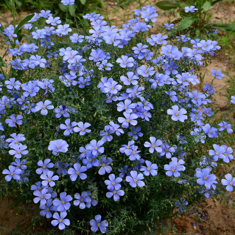 蓝花亚麻花种子室内外盆栽庭院花坛四季播易活多年生蓝紫花卉种孑 鲜花速递/花卉仿真/绿植园艺 家庭园艺种子 原图主图