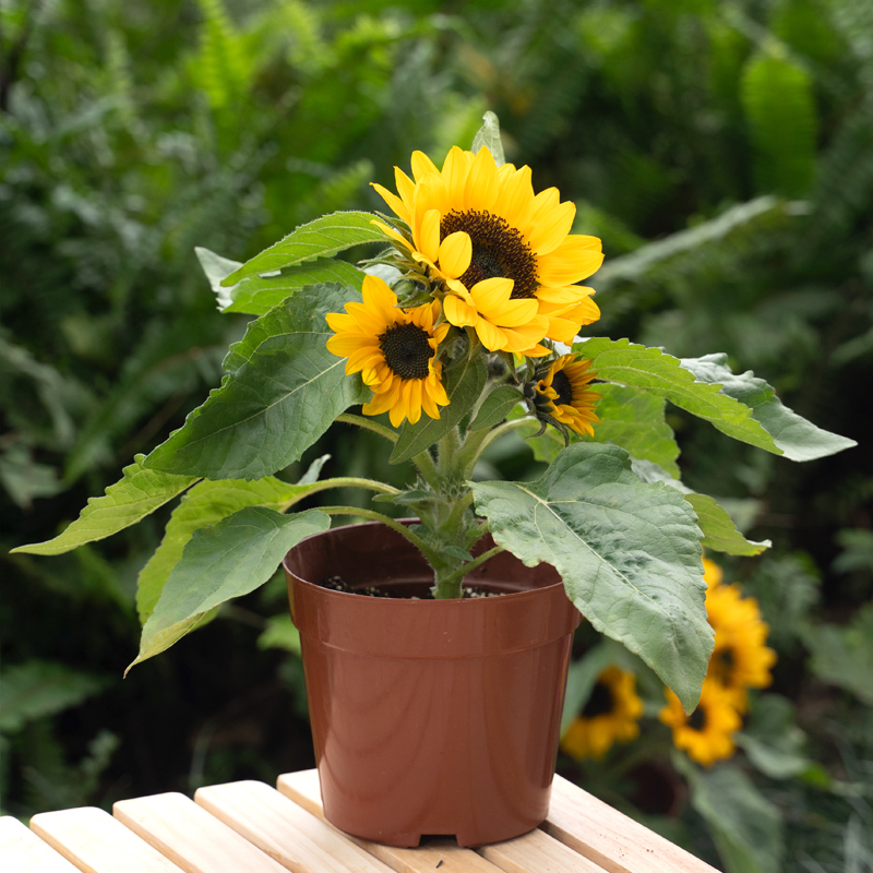 矮生向日葵种孑四季播种开花观赏太阳花盆栽室外庭院食用葵花种籽