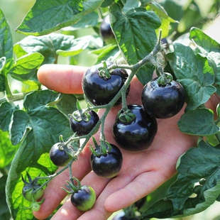 黑番茄种子超甜圣女果种孑樱桃西红柿种籽子四季 播种阳台盆栽蔬菜