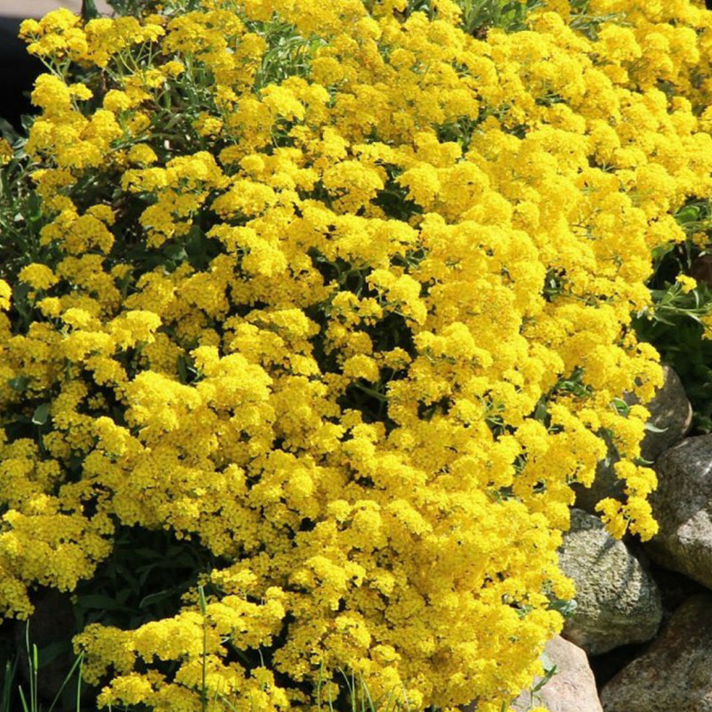 黄庭芥花种子花种籽子四季播种开花庭院花籽孑室外适合冬季种的花