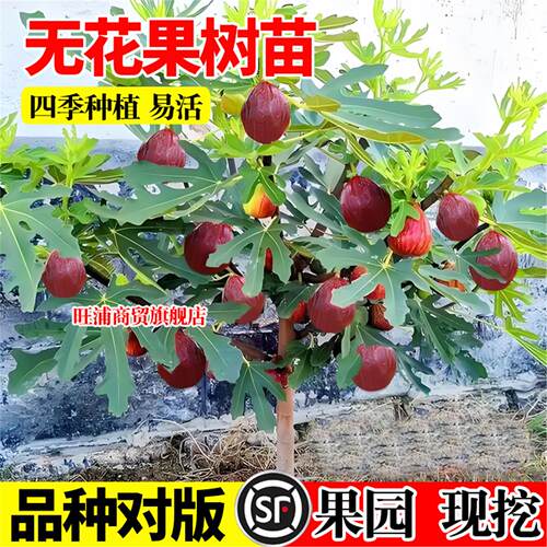无花果树果苗盆栽水果苗耐寒特大波姬红南北方阳台种植地栽当年结