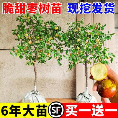 枣树活苗红超甜带土球南北