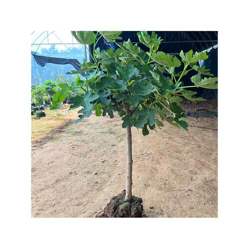 无花果树苗盆栽地栽苗四季特大波姬红南北方阳台种植地栽当年结果