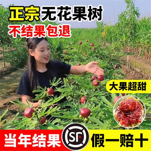 无花果树苗盆栽南北方四季