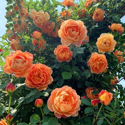 果汁阳台月季盆栽带花苞爬藤花苗