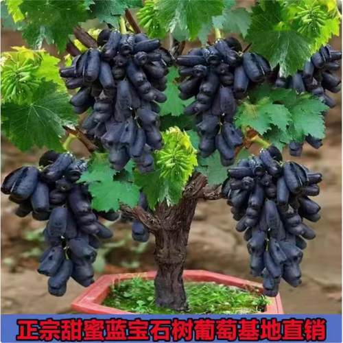 蓝宝石葡萄树苗盆栽矮化不爬藤南北方易种植当年结果室内外包成活